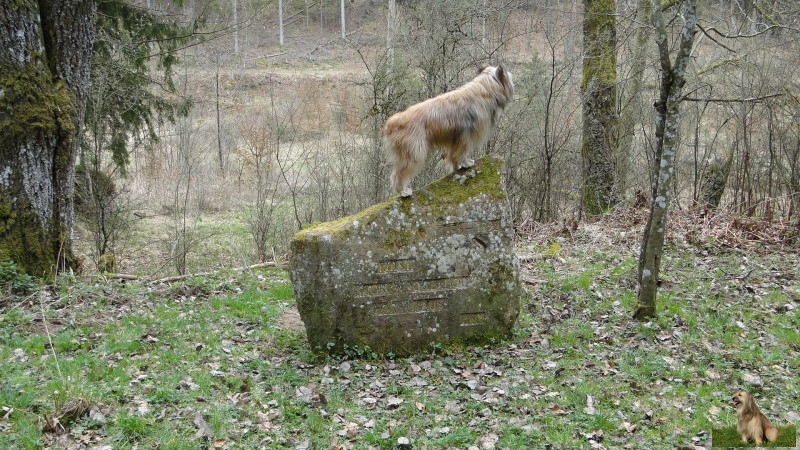 Ritterstein Nr. 210-6ab Ruine Storrwoogerhof - Forsthaus.JPG - Ritterstein Nr.210 Ruine Storrwoogerhof - Forsthaus